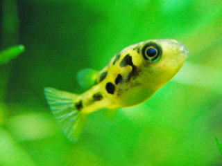 Dwarf puffer