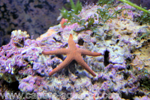 Starfish_on_live_rock