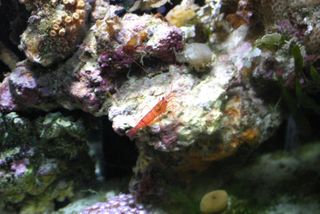 Peppermint_shrimp_in_reef_aquarium