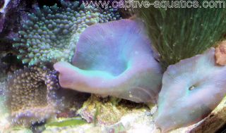 Blue_rhodactis_mushroom_coral