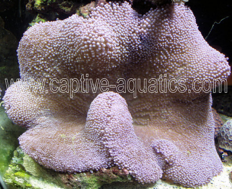 Purple carpet anemone