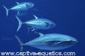 Bluefine_tuna_endangered