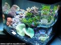 Saltwater_aquarium_nano_reef_9_gallon