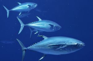Atlantic_tuna_to_be_protected_in_italy
