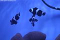Aquacultured_black_ocellaris_clownfish_haddoni_carpet_anemone