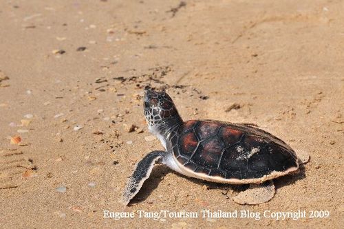Thaliand_helps_green_and_hawskbill_sea_turtle_conservation_sea_turtle_hatchling