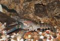 Crayfish