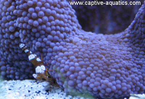 Sexy_shrimp_in_purple_haddoni_carpet_anemone