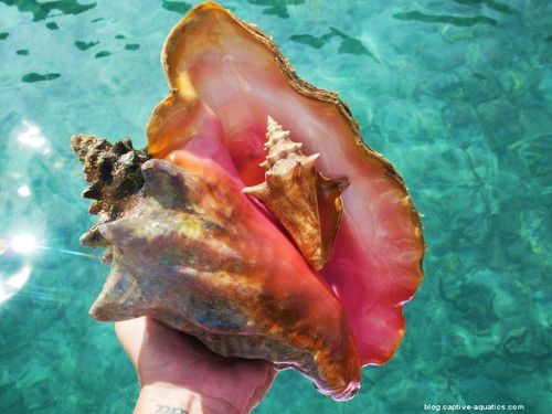 Giant-queen-conch-and-juvenile-conch-virgin-islands