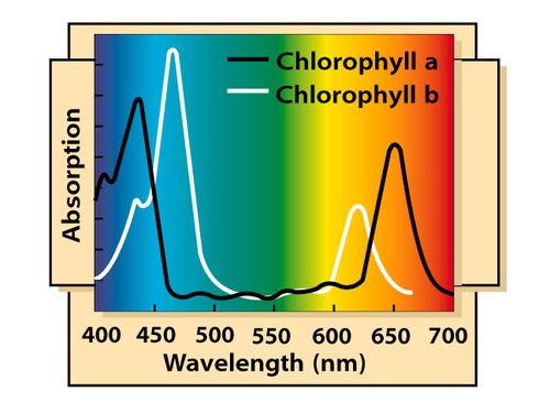 Chlorophyll a and b spectral absorption graph