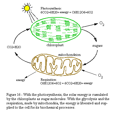 photosynthesis diagram. Photosynthesis diagram