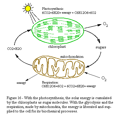 photosynthesis diagram