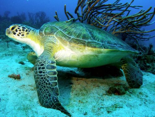 Green sea turtle flowergardens