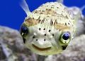 Porcupine puffer