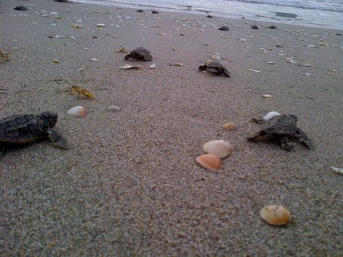 Baby loggerhead sea turtle hatchlings