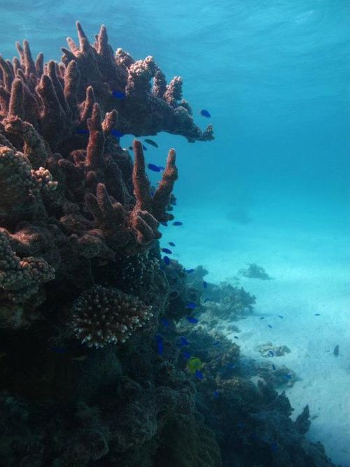 Finger coral outcrop