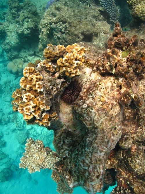 Elkorn damage and bleaching southern gbr