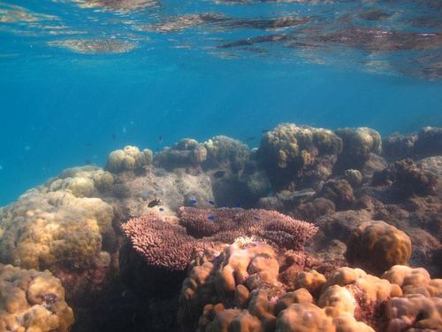 Elkorn damage and bleaching southern gbr