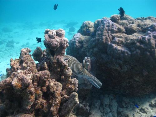 Elkorn damage and bleaching southern gbr