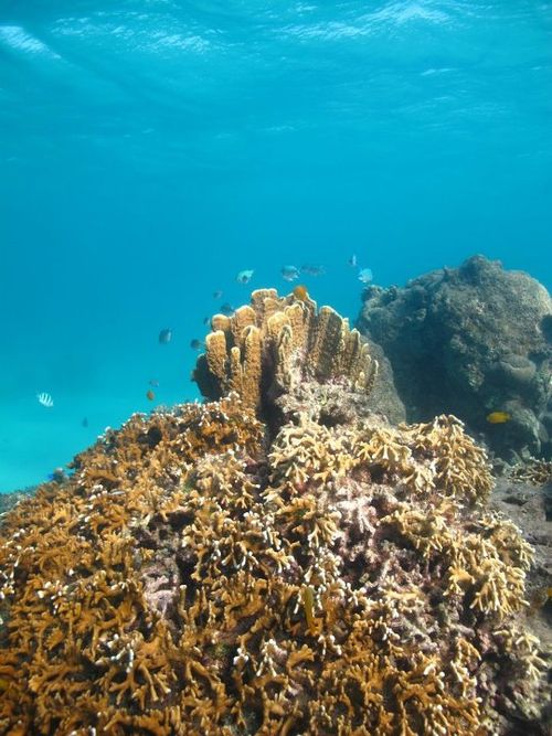 Elkorn damage and bleaching southern gbr