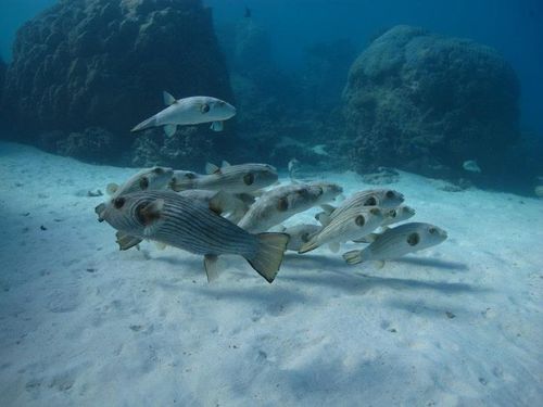 Elkorn damage and bleaching southern gbr