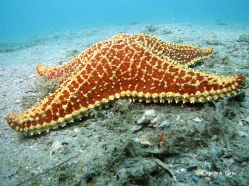 Starfish