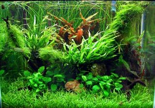 Planted tank