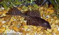 Hypostomus_plecostomus_2