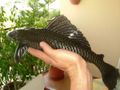 Common_pleco2