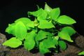 Anubias gold1