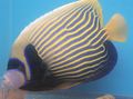 Emperor Angelfish