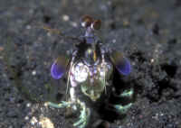 Odontodactylus_scyllarusKBR4