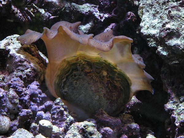 The Not-So-Giant Clam: Tridacna crocea - Captive Aquatics: An Aquarium ...