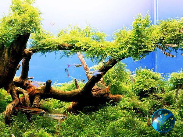 Plantedtank