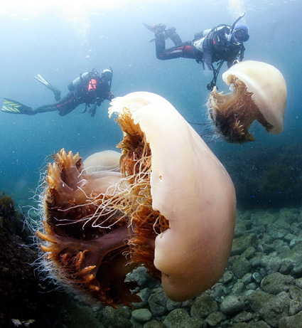 Giantjellyfish