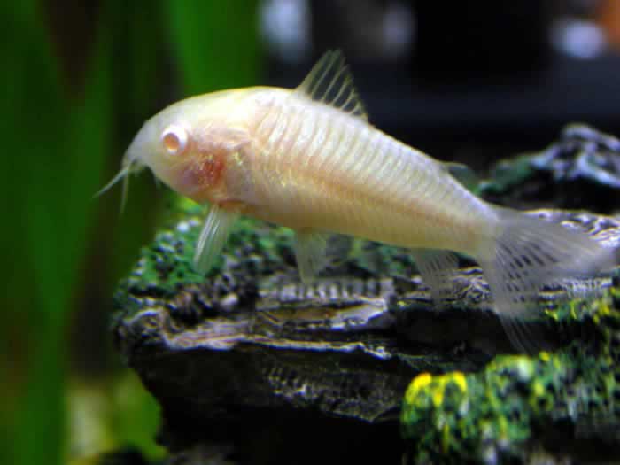 Albinocory