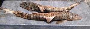 Poached leopard sharks