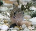 Corydoras