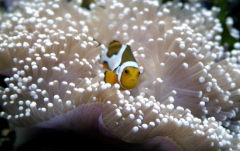 Picasso clownfish in anemone