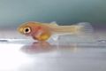 Swordtail-breeding-fry