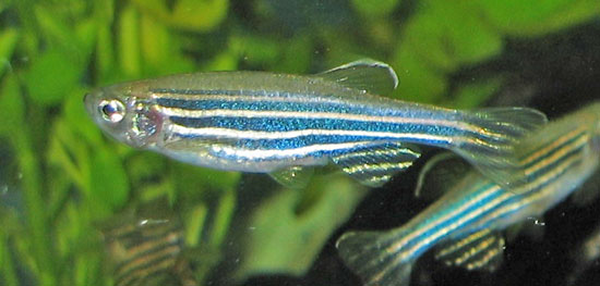 Zebradanio