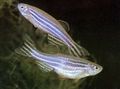 Zebra danio