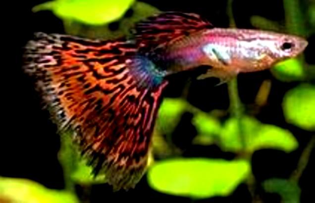 Cobraguppy