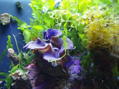 Freshwater aquarium clams that you can keep in your tank!