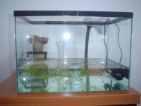 betta breeding tank