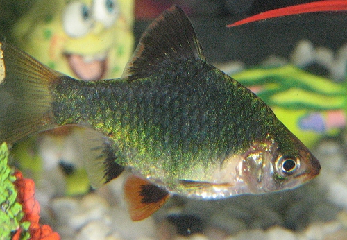 Greenbarb