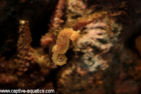 Monterrey_bay_baby_seahorse_exhibit