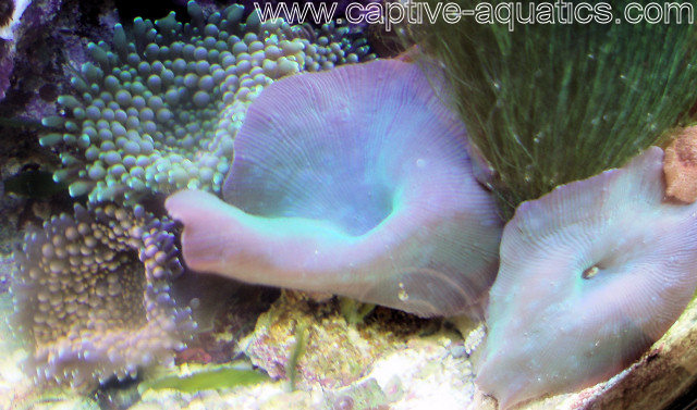 Blue_rhodactis_mushroom_coral