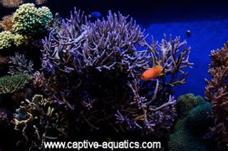 Monterrey_bay_reef_aquarium_purple_staghorn_coral