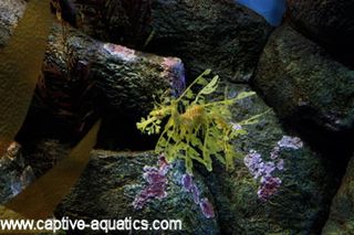 Monterrey_bay_leafy_sea_dragon_seahorse_exhibit